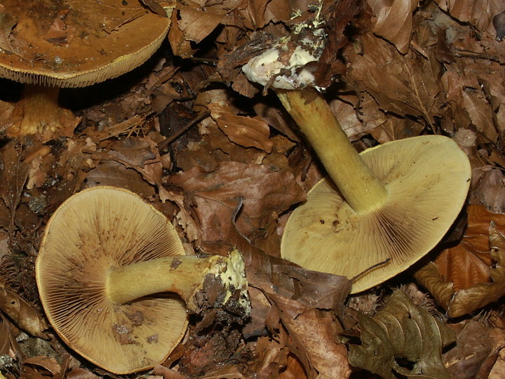 Cortinarius fulvocitrinus