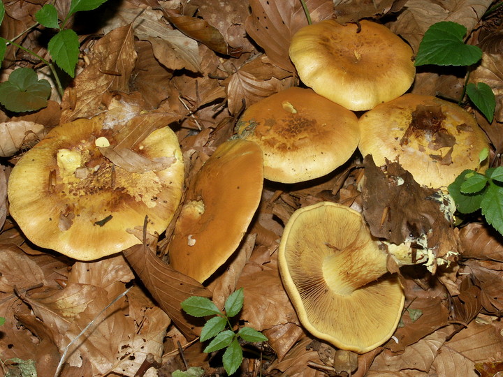 Cortinarius citrinus