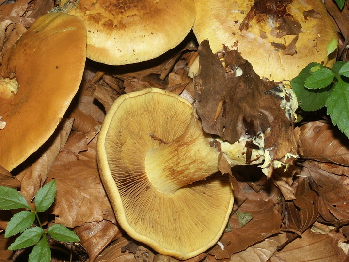 Cortinarius citrinus