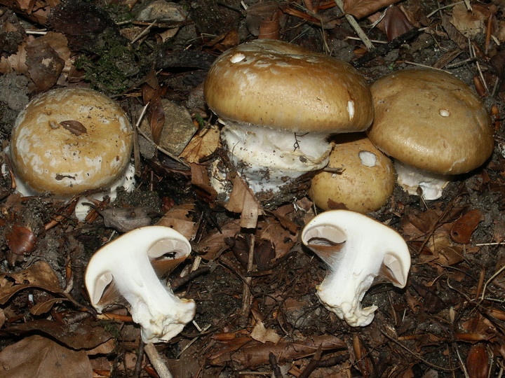 Cortinarius anserinus