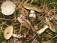 Cortinarius leucophanes