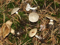 Cortinarius leucophanes