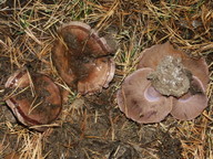 Cortinarius purpurascens