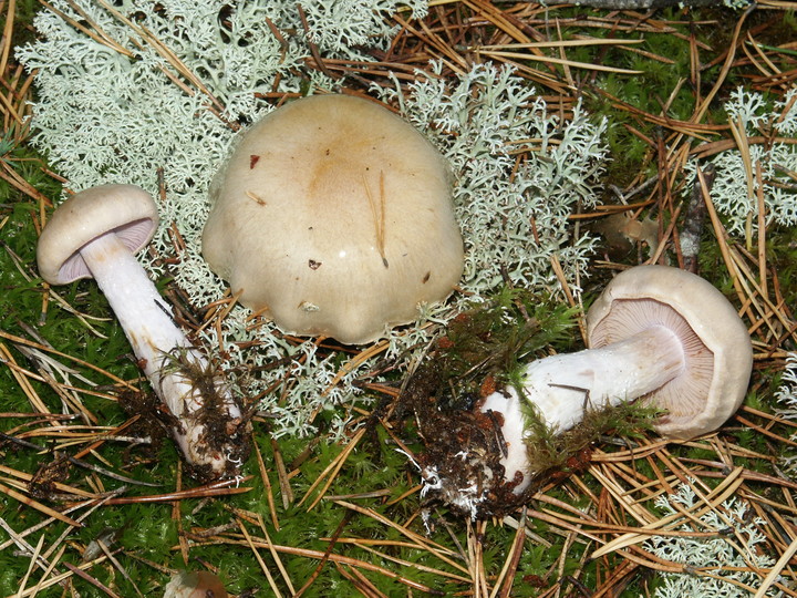 Cortinarius leucophanes