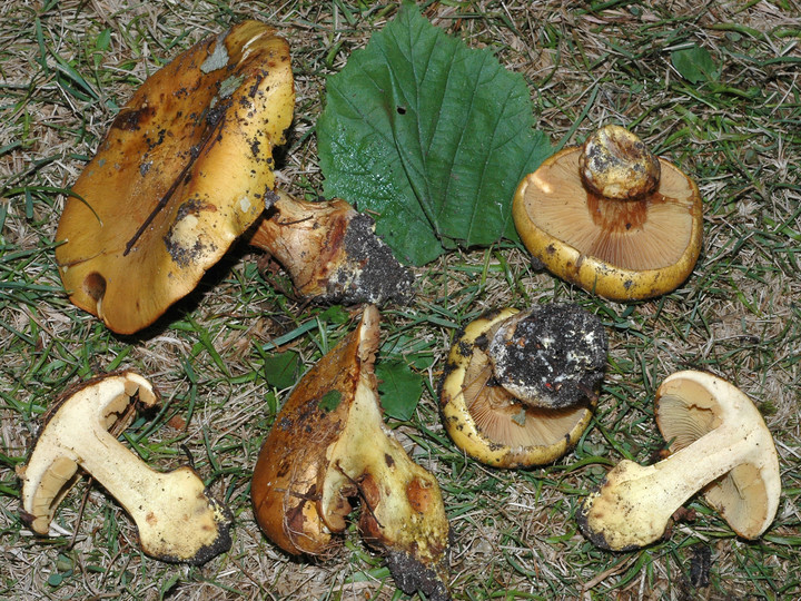 Cortinarius alcalinophilus