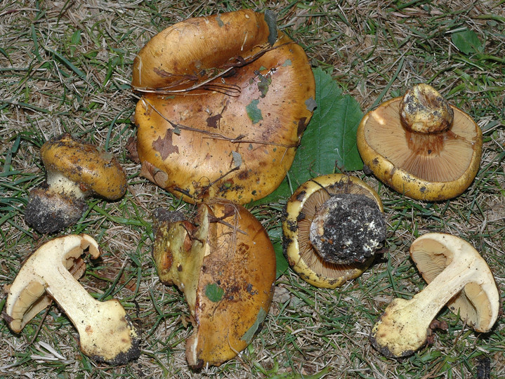 Cortinarius alcalinophilus