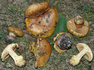 Cortinarius alcalinophilus