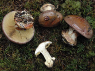 Cortinarius rufoolivaceus