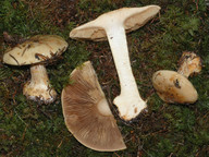 Cortinarius sulfurinus