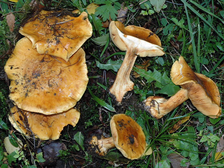 Cortinarius olearioides