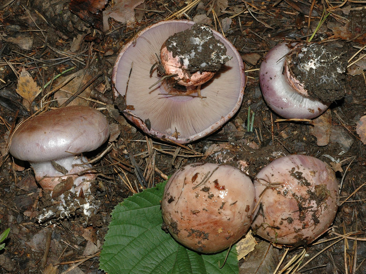 Cortinarius rufoolivaceus