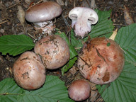 Cortinarius rufoolivaceus