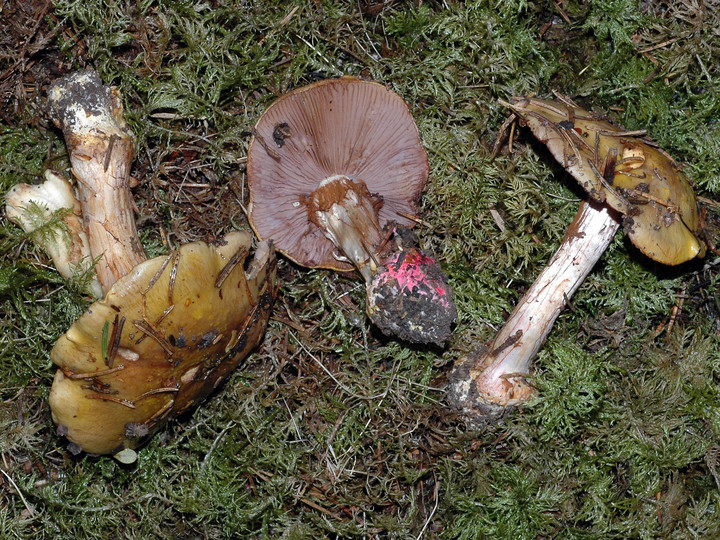 Cortinarius aureopulverulentus