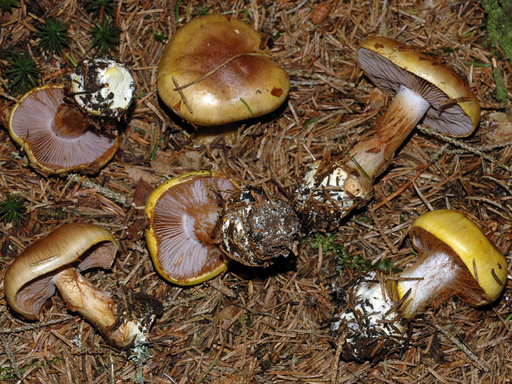 Cortinarius aureopulverulentus