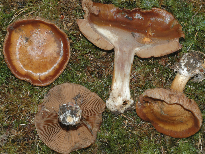 Cortinarius scaurus