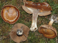 Cortinarius scaurus