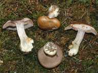 Cortinarius scaurus