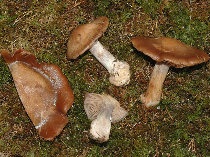 Cortinarius scaurus