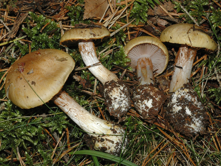 Cortinarius aureopulverulentus