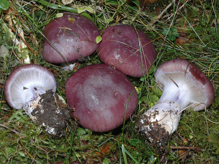 Cortinarius cumatilis