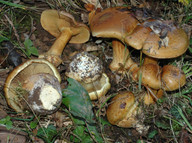 Cortinarius quercilicis