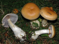 Cortinarius varius