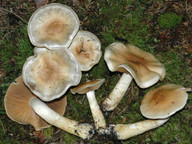 Cortinarius olidus