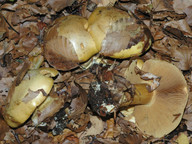 Cortinarius citrinus