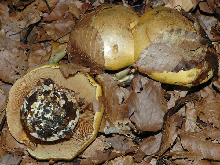 Cortinarius citrinus