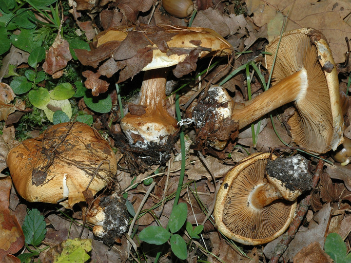 Cortinarius osmophorus