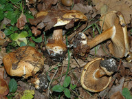 Cortinarius osmophorus