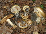 Cortinarius caesiocortinatus