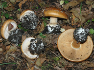 Cortinarius saporatus