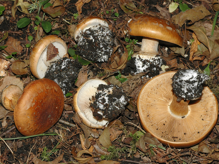 Cortinarius saporatus