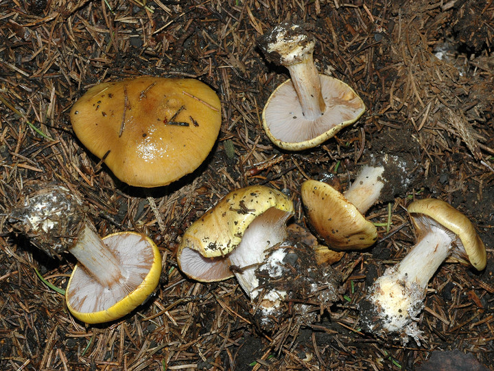 Cortinarius aureopulverulentus