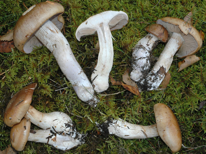 Cortinarius spadicellus