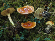 Cortinarius aureofulvus