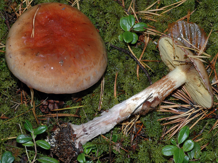 Cortinarius cupreorufus