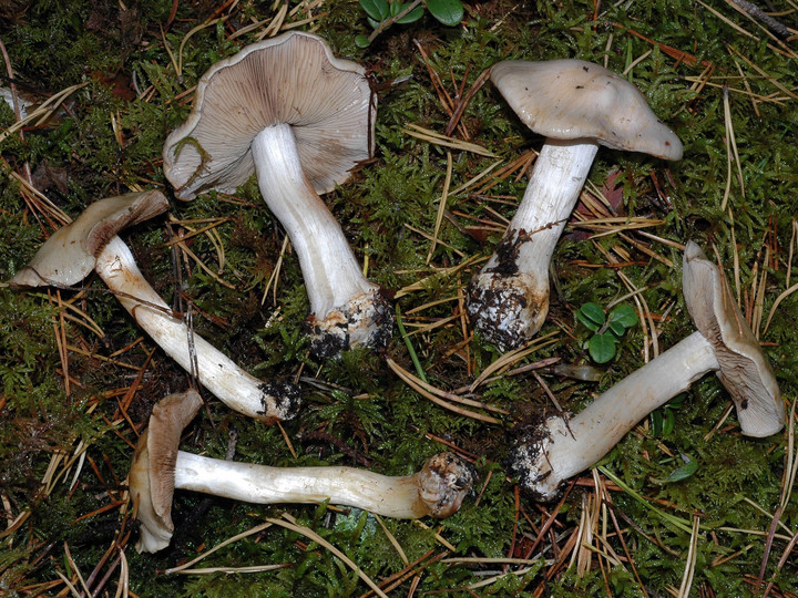 Cortinarius caesiostramineus