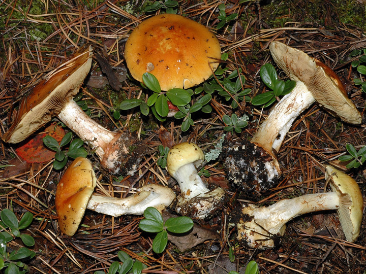 Cortinarius aureofulvus