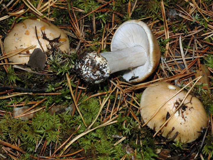 Cortinarius caesiostramineus