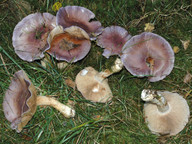 Cortinarius cumatilis