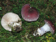 Cortinarius cumatilis