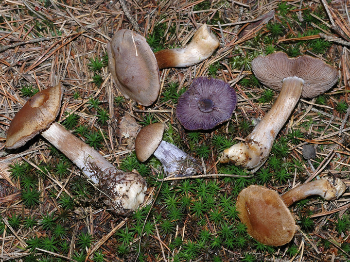 Cortinarius riederi