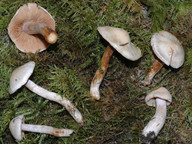 Cortinarius lustratus