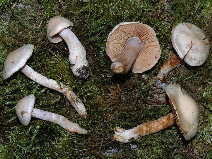 Cortinarius lustratus