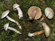 Cortinarius lustratus