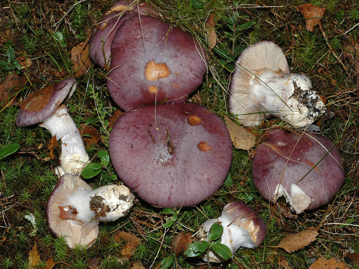 Cortinarius cumatilis