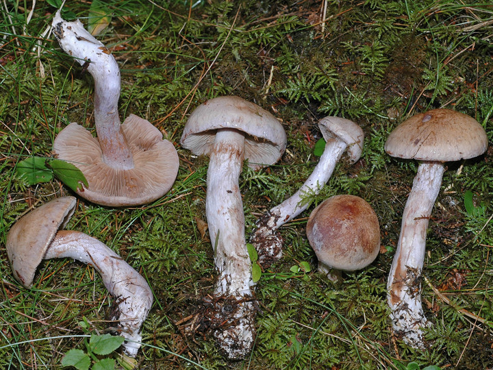 Cortinarius patibilis