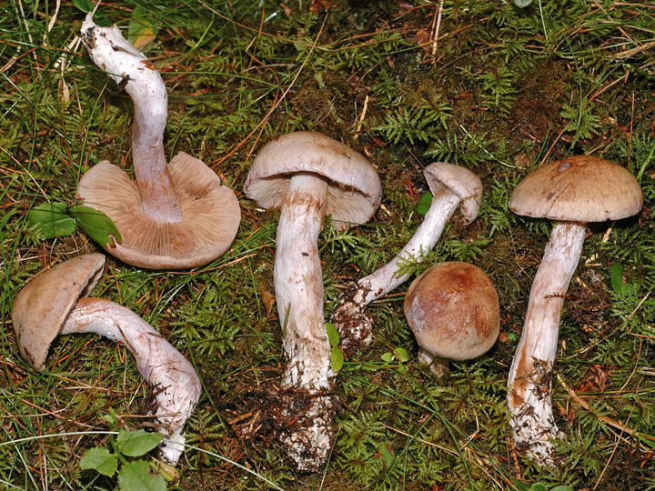 Cortinarius patibilis